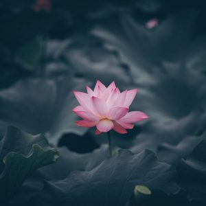 Lotusblüte-Achtsamkeit-Gelassenheit-Entspannung