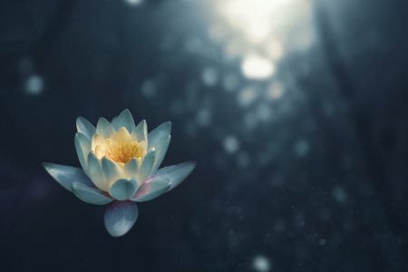 Lotusblüte-Stille-Meditation-Einkehr-Entspannung