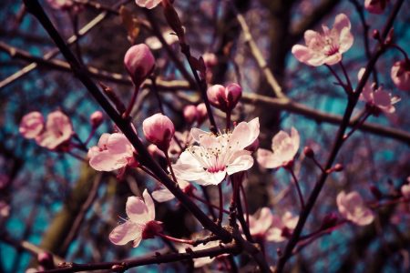 Mandelblüten-Frühling-Einzelbegleitung-Tanz-Entspannung-Körperarbeit-Beratung-Entwicklung